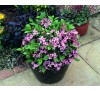 Вейгела цветущая Пинк Поппет (Pink Poppet ®)С2